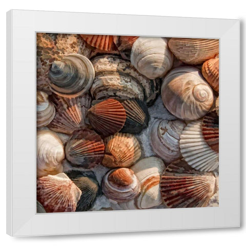 What the Shell White Modern Wood Framed Art Print by Head, Danny