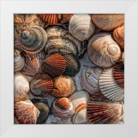 What the Shell White Modern Wood Framed Art Print by Head, Danny