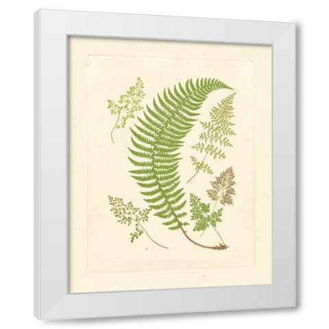 Ferns with Platemark IV White Modern Wood Framed Art Print by Vision Studio