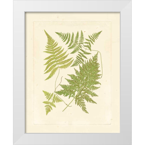 Ferns with Platemark VI White Modern Wood Framed Art Print by Vision Studio