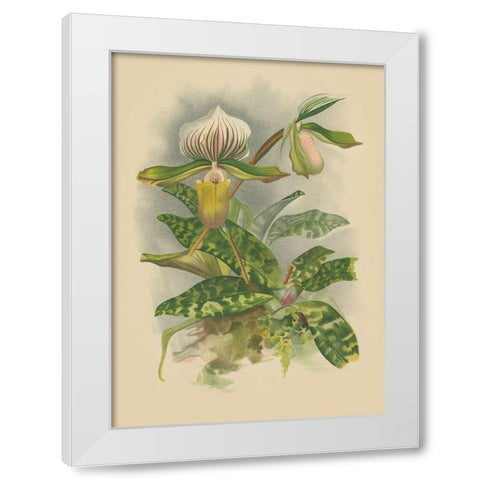 Lindenia Orchids I White Modern Wood Framed Art Print by Unknown