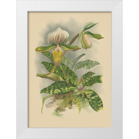 Lindenia Orchids I White Modern Wood Framed Art Print by Unknown