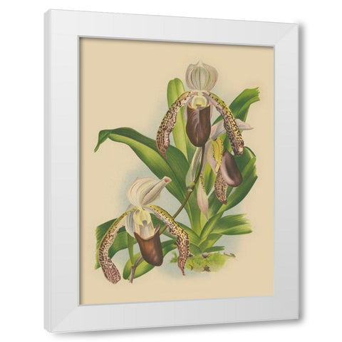 Lindenia Orchids II White Modern Wood Framed Art Print by Unknown