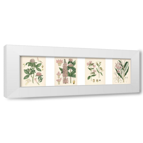 Pink Botanicals White Modern Wood Framed Art Print by Unknown