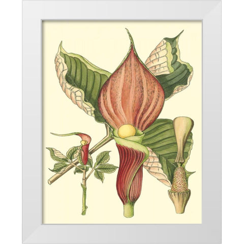 Botanical Fantasy I White Modern Wood Framed Art Print by Unknown