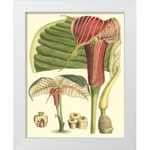 Botanical Fantasy II White Modern Wood Framed Art Print by Unknown