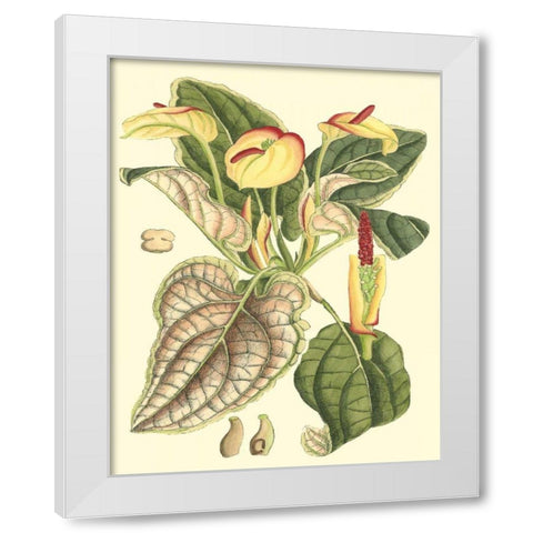 Botanical Fantasy III White Modern Wood Framed Art Print by Unknown
