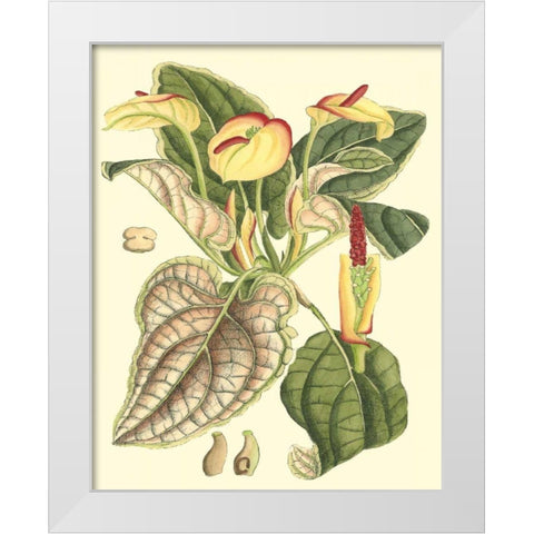 Botanical Fantasy III White Modern Wood Framed Art Print by Unknown