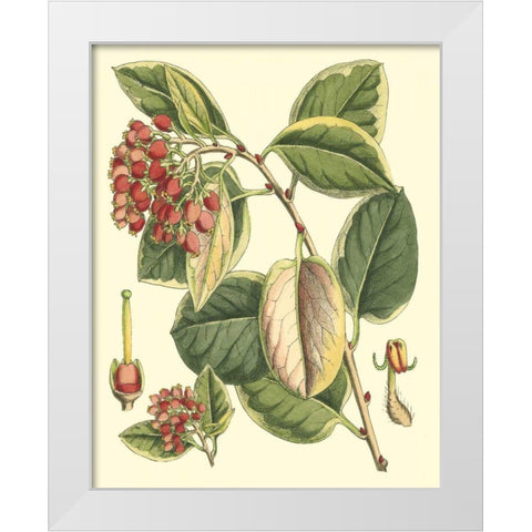 Botanical Fantasy IV White Modern Wood Framed Art Print by Unknown