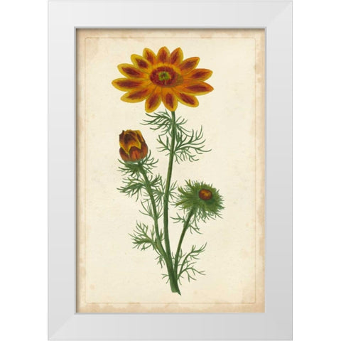Vibrant Curtis Botanicals I White Modern Wood Framed Art Print by Unknown