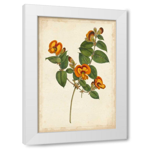Vibrant Curtis Botanicals II White Modern Wood Framed Art Print by Unknown