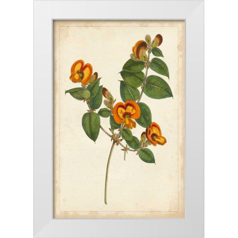 Vibrant Curtis Botanicals II White Modern Wood Framed Art Print by Unknown
