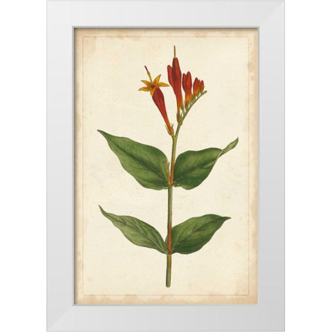 Vibrant Curtis Botanicals III White Modern Wood Framed Art Print by Unknown