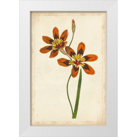 Vibrant Curtis Botanicals IV White Modern Wood Framed Art Print by Unknown