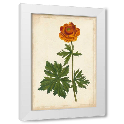 Vibrant Curtis Botanicals V White Modern Wood Framed Art Print by Unknown