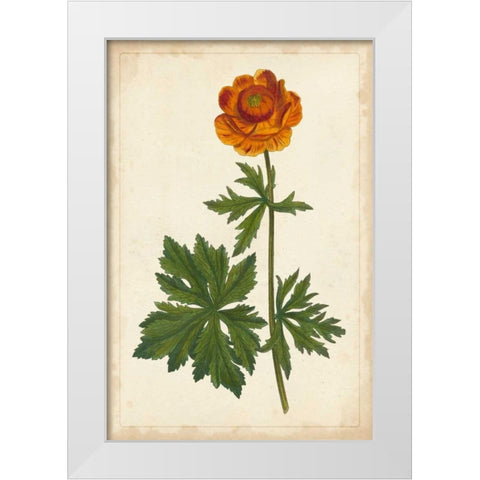 Vibrant Curtis Botanicals V White Modern Wood Framed Art Print by Unknown