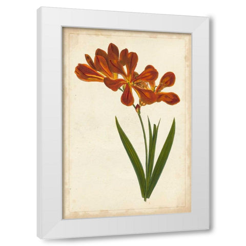 Vibrant Curtis Botanicals VI White Modern Wood Framed Art Print by Unknown