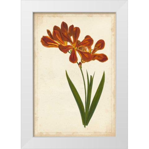 Vibrant Curtis Botanicals VI White Modern Wood Framed Art Print by Unknown