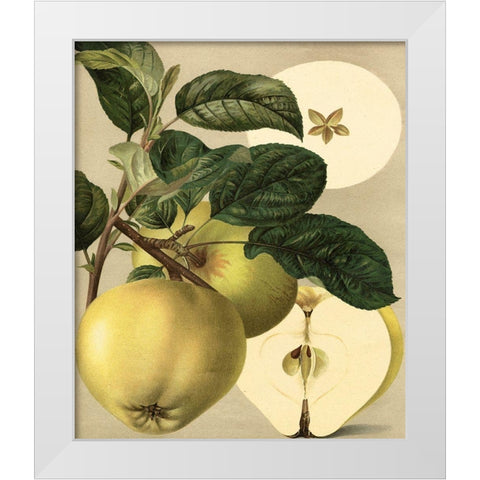 Apple Harvest I White Modern Wood Framed Art Print by Unknown