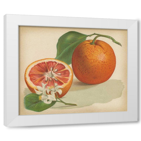 Orange Study I White Modern Wood Framed Art Print by Unknown