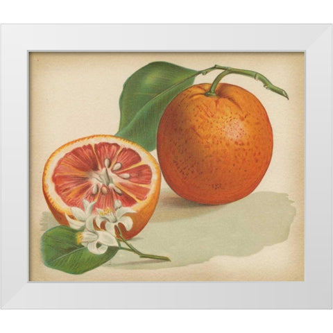 Orange Study I White Modern Wood Framed Art Print by Unknown