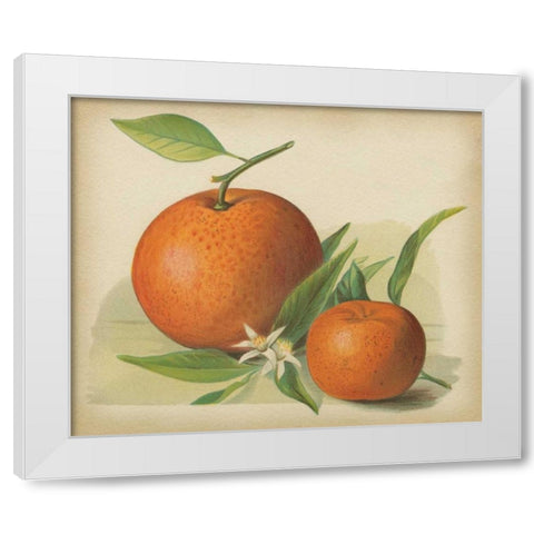 Orange Study II White Modern Wood Framed Art Print by Unknown