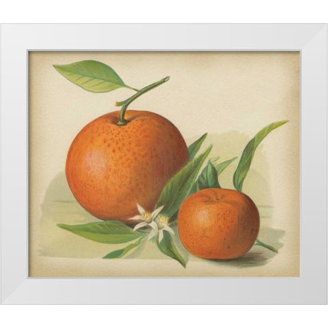 Orange Study II White Modern Wood Framed Art Print by Unknown
