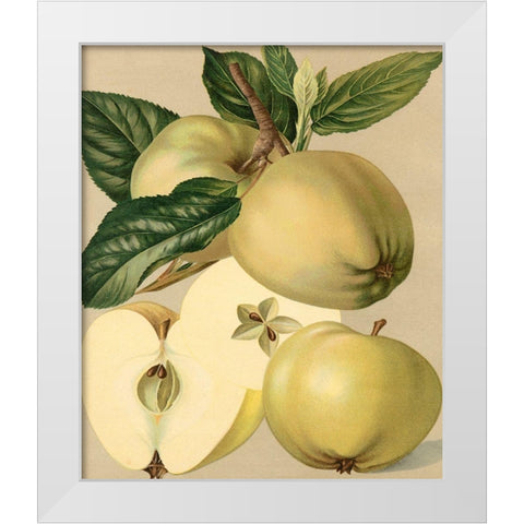 Apple Harvest II White Modern Wood Framed Art Print by Unknown
