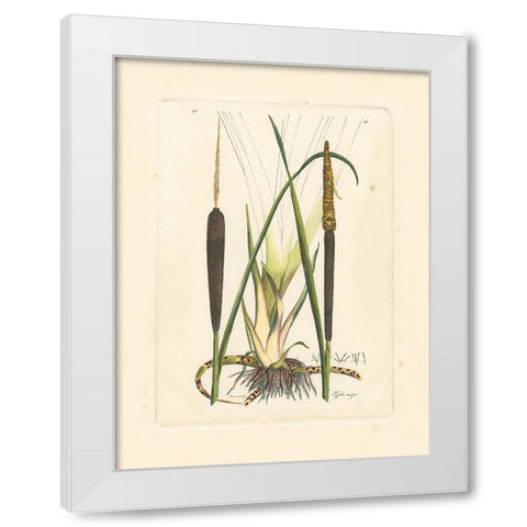 Antique Cattail I White Modern Wood Framed Art Print by Curtis