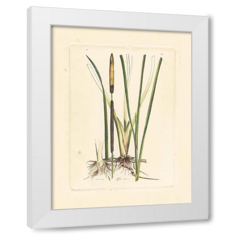 Antique Cattail II White Modern Wood Framed Art Print by Curtis