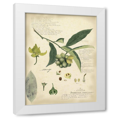 Descube Botanical II White Modern Wood Framed Art Print by Descubes, A.