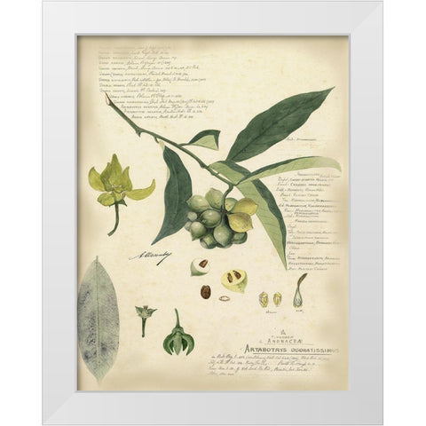 Descube Botanical II White Modern Wood Framed Art Print by Descubes, A.