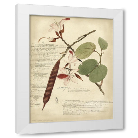 Descube Botanical III White Modern Wood Framed Art Print by Descubes, A.