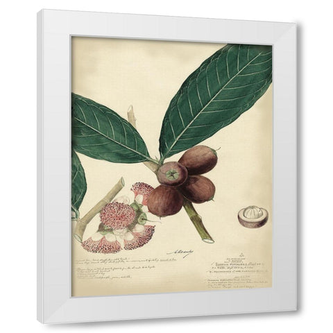 Descube Botanical IV White Modern Wood Framed Art Print by Descubes, A.