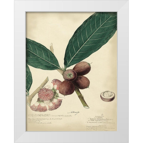 Descube Botanical IV White Modern Wood Framed Art Print by Descubes, A.