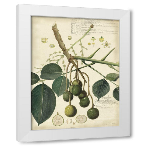 Descube Botanical VI White Modern Wood Framed Art Print by Descubes, A.