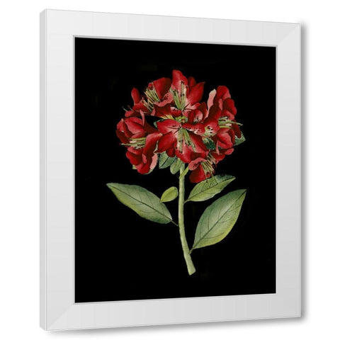 Crimson Flowers on Black I White Modern Wood Framed Art Print by Unknown
