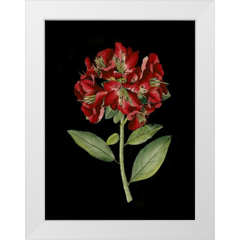Crimson Flowers on Black I White Modern Wood Framed Art Print by Unknown