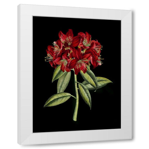Crimson Flowers on Black II White Modern Wood Framed Art Print by Unknown