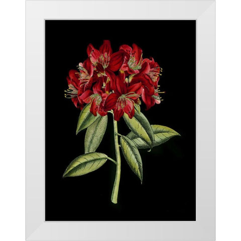 Crimson Flowers on Black II White Modern Wood Framed Art Print by Unknown