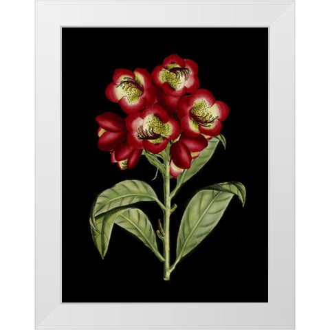 Crimson Flowers on Black III White Modern Wood Framed Art Print by Unknown