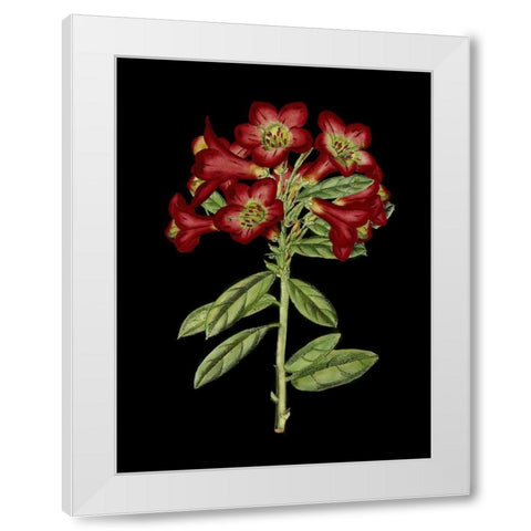 Crimson Flowers on Black IV White Modern Wood Framed Art Print by Unknown