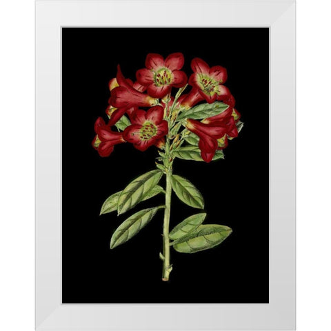 Crimson Flowers on Black IV White Modern Wood Framed Art Print by Unknown
