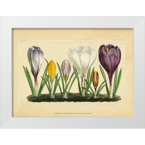 Crocus I White Modern Wood Framed Art Print by Vision Studio