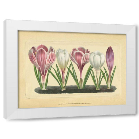 Crocus II White Modern Wood Framed Art Print by Vision Studio