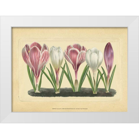 Crocus II White Modern Wood Framed Art Print by Vision Studio