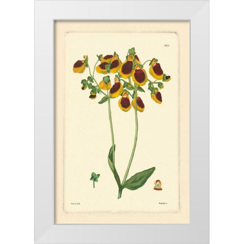 Yellow Curtis Botanical I White Modern Wood Framed Art Print by Vision Studio
