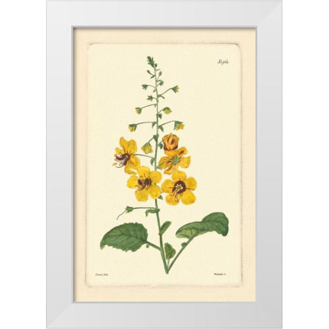Yellow Curtis Botanical II White Modern Wood Framed Art Print by Vision Studio