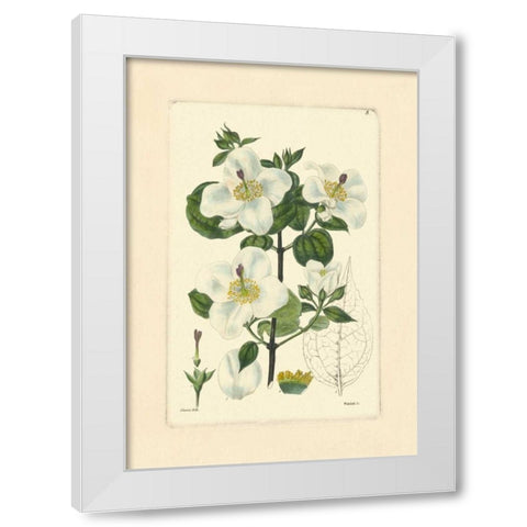 White Curtis Botanical III White Modern Wood Framed Art Print by Vision Studio