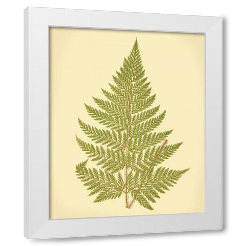 Lowes Fern I White Modern Wood Framed Art Print by Lowe, E.J.